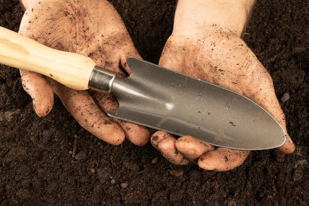 The farmer holds a shovel for seedlings with dirty hands. Hands covered with earth. Dirty hands of a working Farmer - corns on the palms in abrasions. hard work concept - 写真・画像