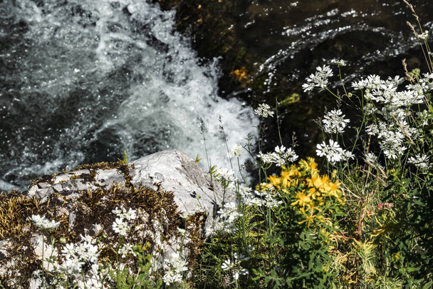 渓流の上の切り立った石岩の上に咲く美しい花々 - 写真・画像