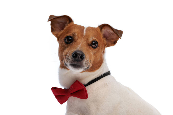 side view picture of elegant jack russell terrier doggy with red bowtie sitting in front of white background - Photo, Image