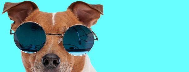 Foto van mooie jack russell terriër hond met koele zonnebril in een dier thema fotoshoot - Foto, afbeelding