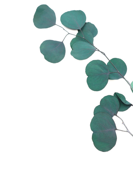 Green leaves eucalyptus on white background. Spring card. Mock up. High quality photo - Fotoğraf, Görsel