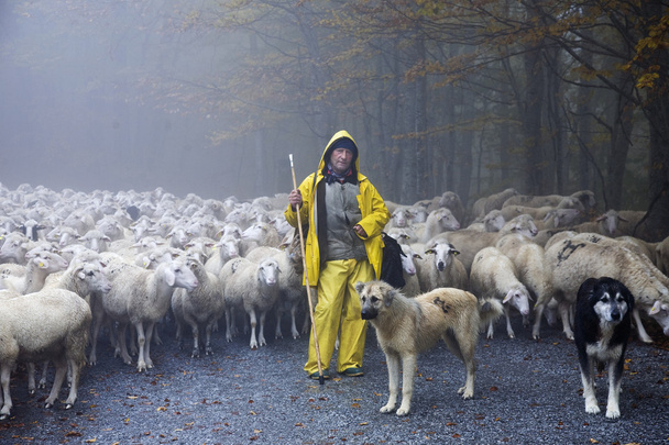 Pasteur conduit ses moutons
 - Photo, image
