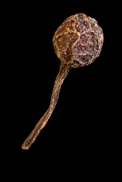  ブラックフードを背景にマダガスカル産の尾を持つエンドウ豆のバーボンペッパーの超マクロショット。Voatsiperiferyコショウ - 写真・画像