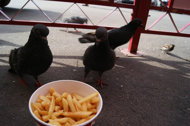 Pigeons in the summer eat french fries from a paper cup high quality video - Фото, изображение