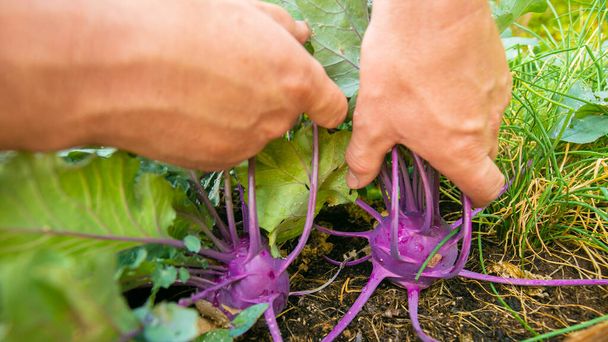 Kohlrabi harvest.Farmer picking vegetables in his own garden.Purple fresh kohlrabi in male hands in a garden. Ripe kohlrabi with leaves in male hands. Vegan and vegetarian nutrition ingredient. - Fotó, kép