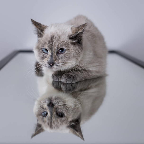 A sweet kitten purring over a mirror that reflects its image - 写真・画像