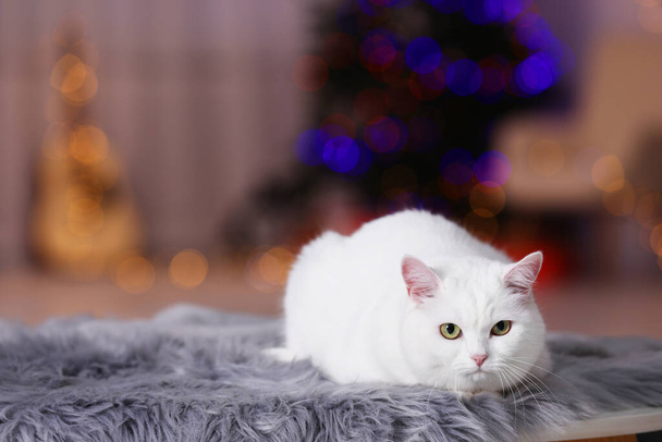 Christmas atmosphere. Cute cat lying on fur rug indoors. Space for text - Foto, Imagen