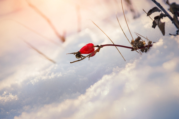 Briar červené bobule na sněhu - Fotografie, Obrázek