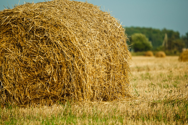 Haystacks de paille sur le champ de céréales
 - Photo, image
