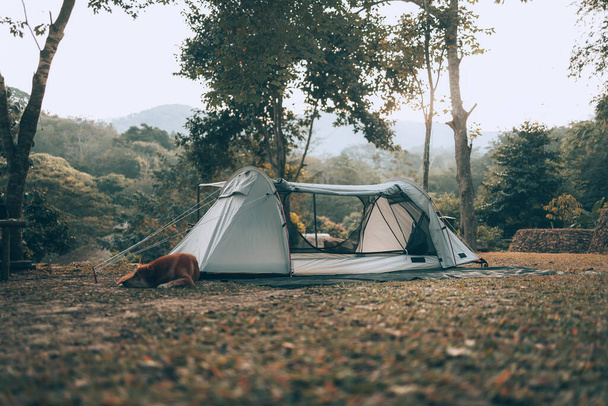 Gray tent on the grass in the forest The view behind is the mountain in the morning. Camping, Travel and holiday concept. - Foto, afbeelding