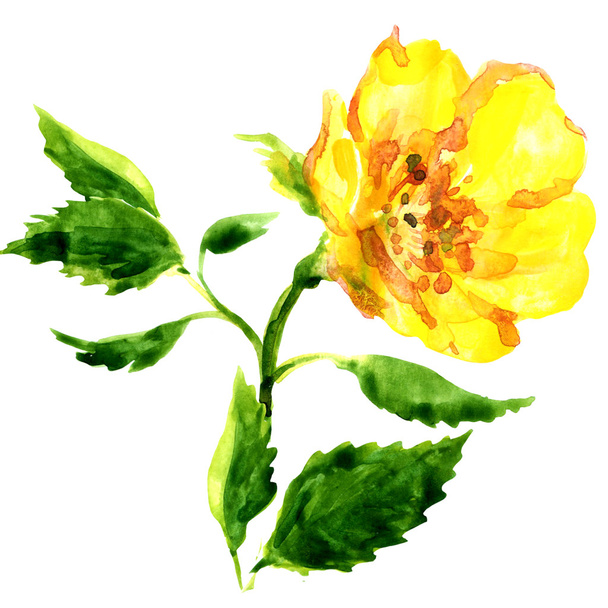 Kaunis keltainen kukka eristetty valkoisella taustalla
 - Valokuva, kuva