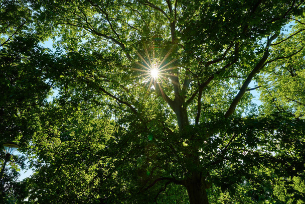 Słońce świecące przez dąb zielone liście w letni dzień. - Zdjęcie, obraz