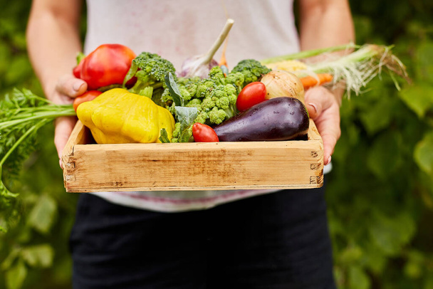 Female hold in hands wooden box with different fresh farm vegetables, Autumn harvest and healthy organic bio food concept, Garden produce and harvested vegetable - Foto, Imagem
