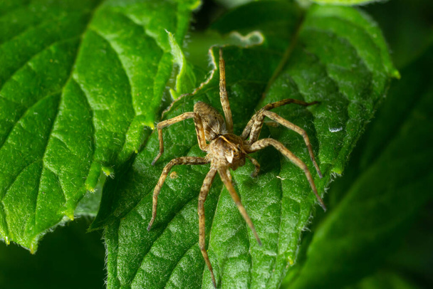 Pisaurina mira Φυτώριο web αράχνη ένα κοινό κήπο και λιβάδι έντομο με επιλεκτική εστίαση. - Φωτογραφία, εικόνα