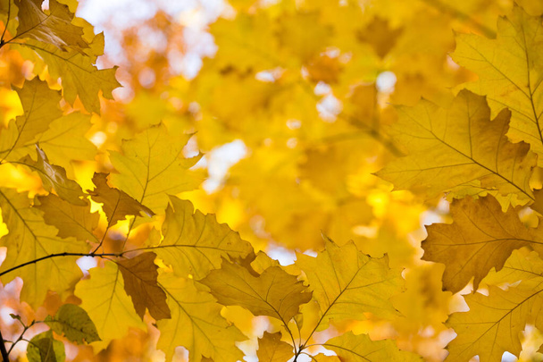 Autumn yellow maple leaves background - Zdjęcie, obraz