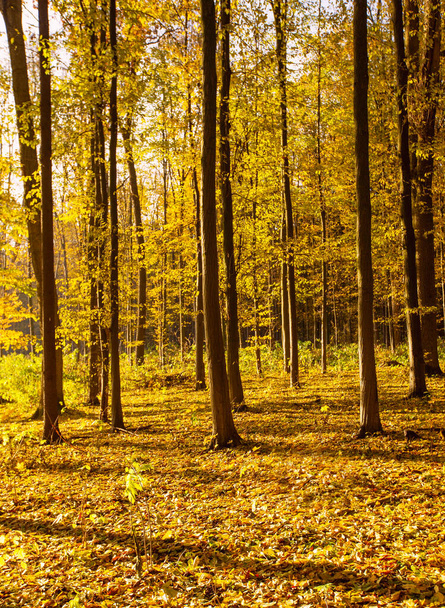 Golden autumnal forest with sunbeams - Photo, image