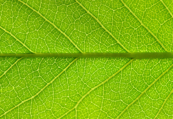close up of green leaf texture - Foto, afbeelding