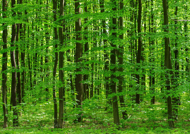 Forest trees. nature green wood sunlight backgrounds - Fotó, kép