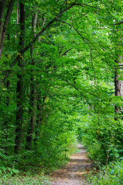Forest trees. nature green wood sunlight backgrounds - Photo, image