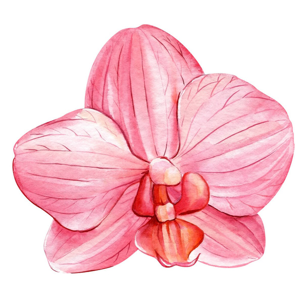 Orchid flowers on isolated white, botanical painting, watercolor illustration, tropical flora. Exotic flower. High quality illustration - Photo, Image