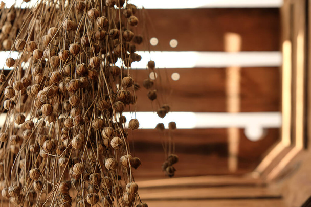 Flax seed pods. Wooden box. Sunlight. - Photo, image