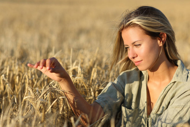 Satisfied woman touching barley in a field at sunset - Fotoğraf, Görsel