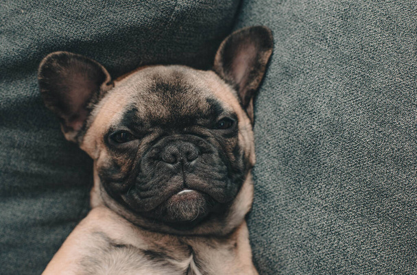 Bulldog francés cachorro se encuentra en su espalda en el sofá con los ojos abiertos.Cachorro retrato.Estilo de vida. Foto de alta calidad - Foto, Imagen