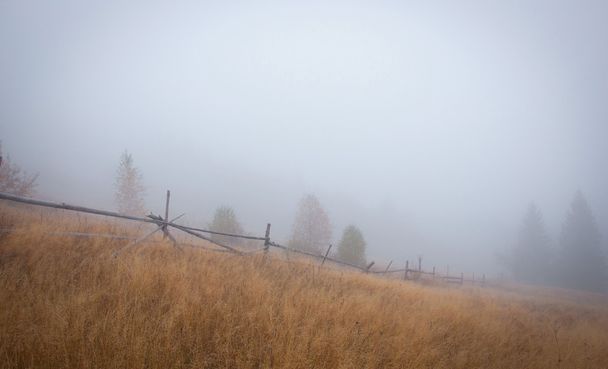 Árboles y valla en la niebla
 - Foto, imagen