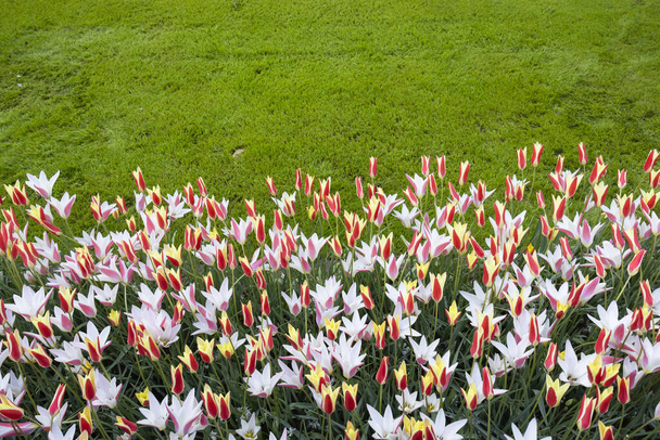 Keukenhof flower garden - largest tulip park in world, Lisse, Netherlands - Фото, изображение