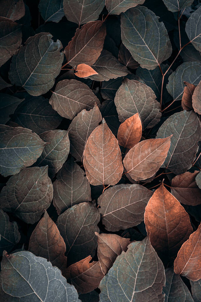 bruine Japanse knoopplant bladeren in het najaar, bruine achtergrond  - Foto, afbeelding