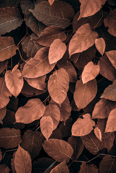 brown japanese knotweed plant leaves in autumn season, brown background  - Photo, Image