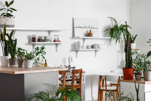 Interior of light kitchen with green houseplants and shelves - Фото, изображение