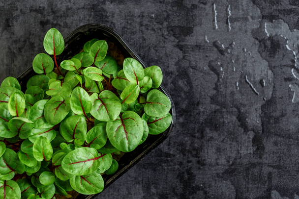 The microgreen in plastic trays.Different microgreens on black slate table, flat lay. Sprouting Microgreens on the Hemp Biodegradable Mats.Germination of seeds at home. Vegan and healthy food concept. - Fotoğraf, Görsel