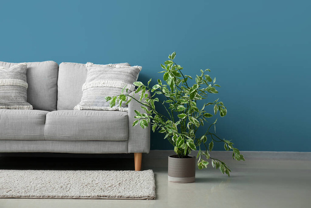 Stilvolle dekorative Kissen auf gemütlichem grauen Sofa in der Nähe der blauen Wand - Foto, Bild