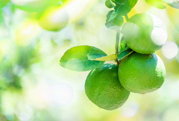 Świeże zielone owoce cytryny zwisające z gałęzi. cytryny drzewo ogród i koncepcja zdrowej żywności, grupa cytryn, makro - Zdjęcie, obraz