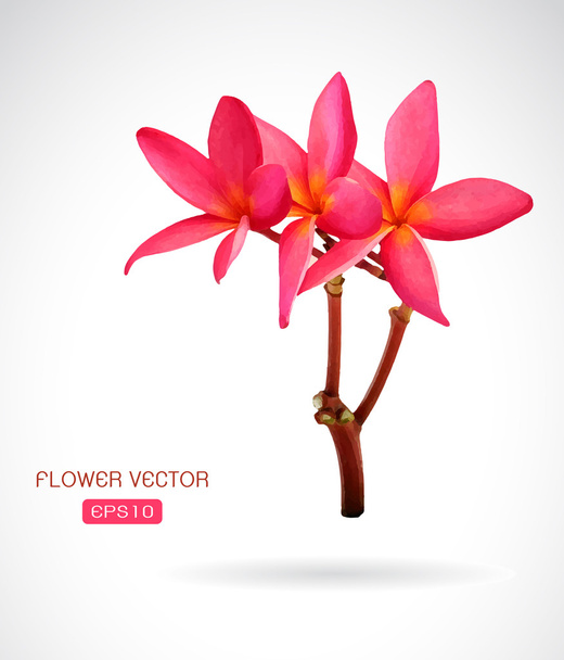 Imagen vectorial de la flor de frangipani sobre fondo blanco - Vector, imagen