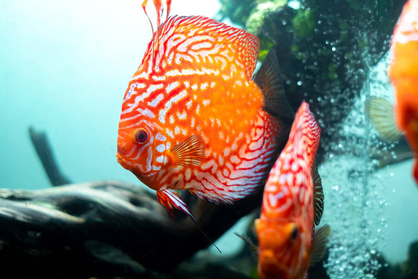 színes halak (pompadour fish) úsznak az akváriumban. Symphysodon aequifasciatus amerikai sügér őshonos az Amazonas folyó, Dél-Amerika, népszerű édesvízi akvárium hal. - Fotó, kép