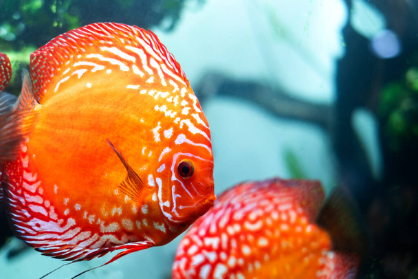 У акваріумі риб плавають барвисті диски (помпезні риби). Symphysodon aequifasciatus - американська цихліди, родом з Амазонки, Південна Америка, популярна як прісноводні акваріумні риби.. - Фото, зображення