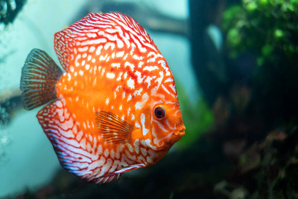 colorful discus (pompadour fish) are swimming in fish tank. Symphysodon aequifasciatus is American cichlids native to the Amazon river, South America,popular as freshwater aquarium fish. - Photo, Image