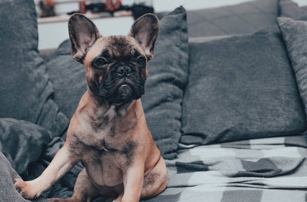 French bulldog puppy sitting on sofa at home,copy space.Lifestyle. High quality photo - Photo, Image