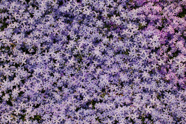 Mossy phlox close-up. Place for text. A high quality. - Photo, Image