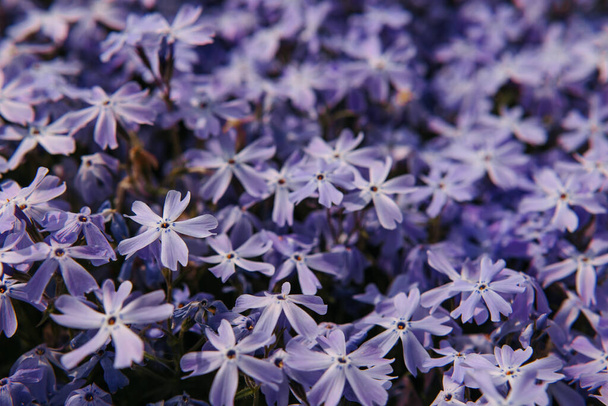 Mossy phlox close-up. Place for text. A high quality. - Photo, Image