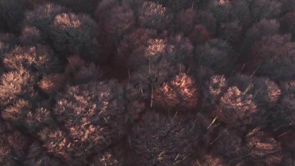 Κάτοψη πάνω από πολύχρωμο πεύκο και φυλλοβόλο δάσος στο ζεστό φως της ανατολής - Πλάνα, βίντεο