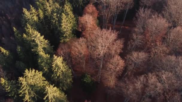 Vista superior sobre pinho colorido e floresta caduca na luz quente do nascer do sol - Filmagem, Vídeo