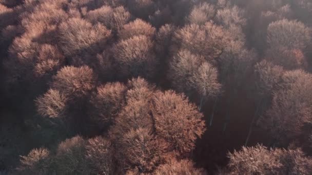 Vista superior sobre el colorido pino y el bosque caducifolio en la cálida luz del amanecer - Imágenes, Vídeo