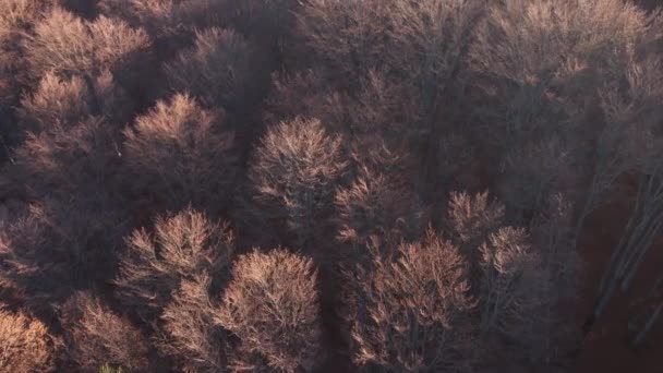 Widok z góry na kolorowe sosny i lasów liściastych w ciepłym świetle wschodu słońca - Materiał filmowy, wideo