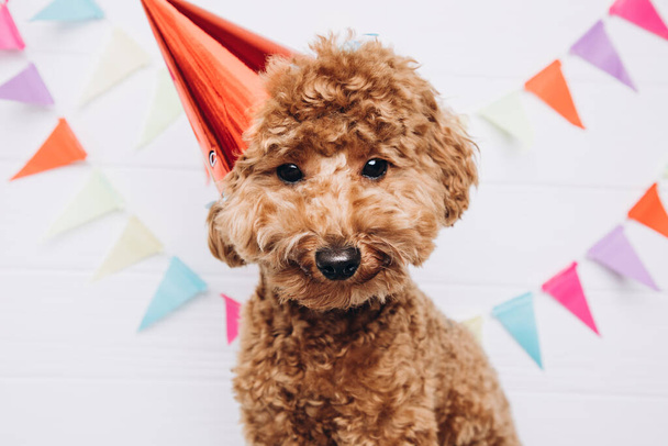 A small red poodle in a festive red cap on a white wooden background celebrates a birthday, close up. Front view - Foto, imagen