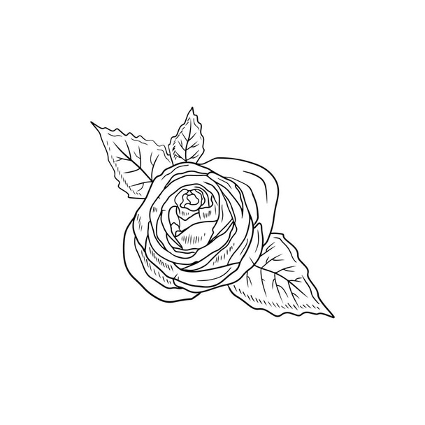 Beautiful realistic rose flower with stem and leaves in black isolated on white background. Hand drawn vector sketch illustration in engraving doodle outline vintage line art style. Spring, love, gift - Вектор,изображение