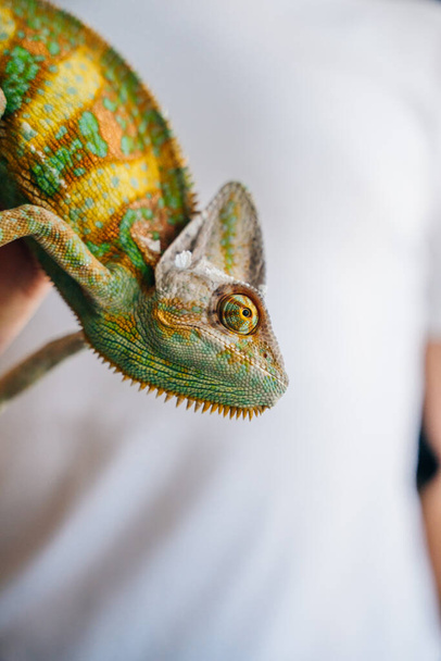 Camaleón de cerca. Multicolor Hermoso camaleón primer plano reptil con la piel brillante de colores en la mano. Foto de alta calidad - Foto, imagen