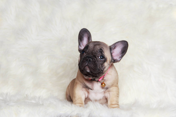Close-up french bulldog puppy on a fur blanket - Valokuva, kuva